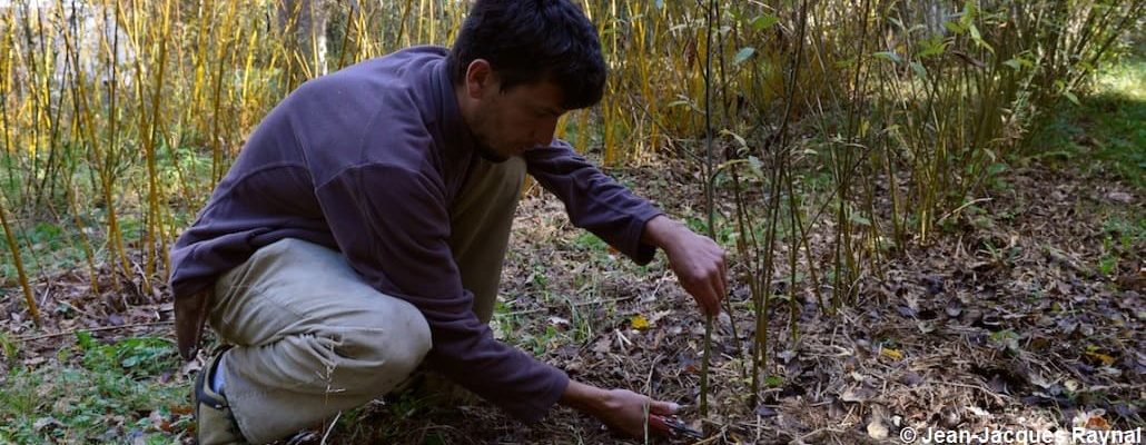 Jardinier qui récolte des brins de saule au sécateur