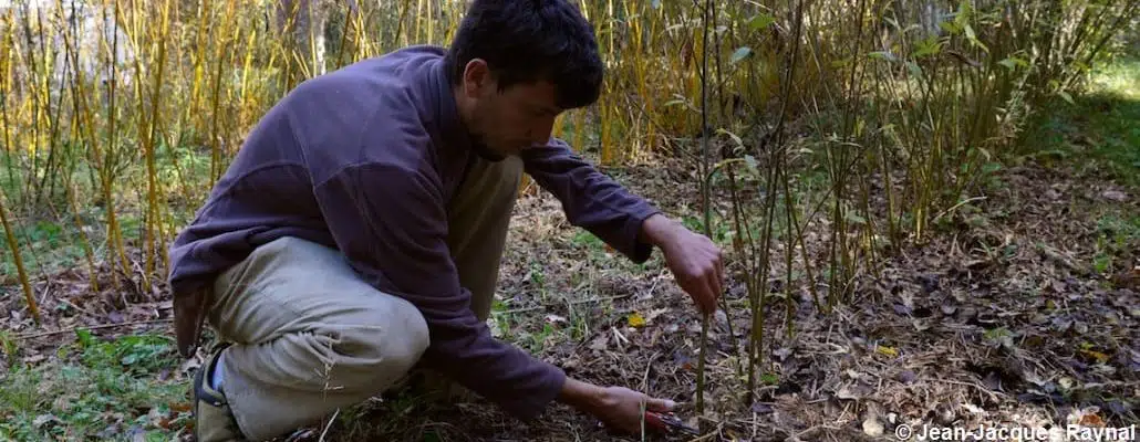 Jardinier qui récolte des brins de saule au sécateur