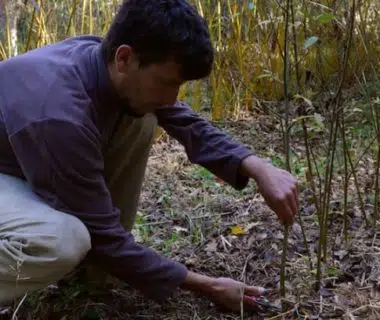 Jardinier qui récolte des brins de saule au sécateur