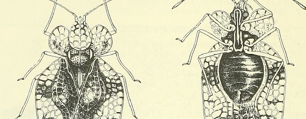 Dessin de l'insecte