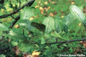 Feuilles de pommier atteintes par le tigre du poirier