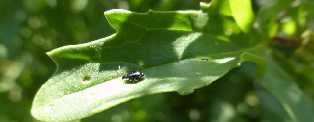 Photo d'une altise sur une feuille