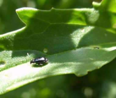 Photo d'une altise sur une feuille