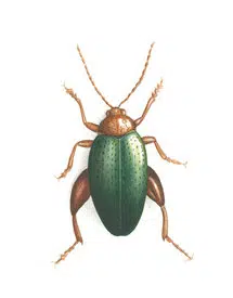 Dessin d'un altise psylliodes chrysocephala