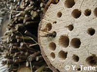 Gros plan sur un hôtel à insectes fabriqué avec divers matériaux dont du chêne