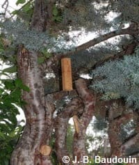 Abris à insectes suspendu fabriqué à partir d'un morceau de montant Sten fixé