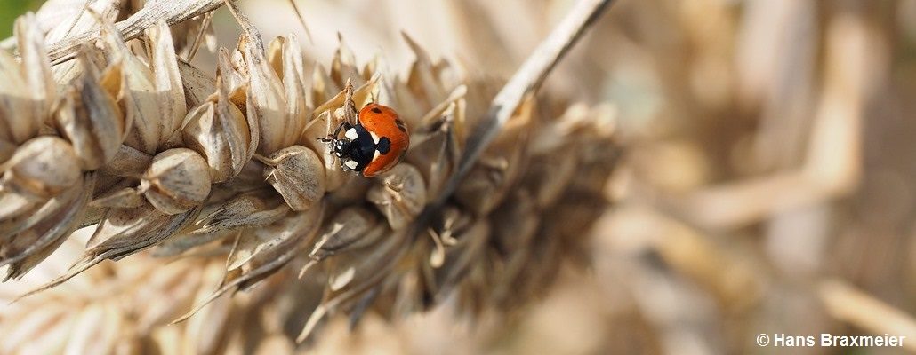 Une coccinelle sur un épi de blé