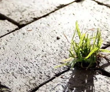 Une petite pousse d'herbe qui a traversé le béton