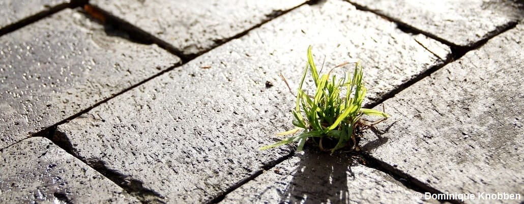 Une petite pousse d'herbe qui a traversé le béton