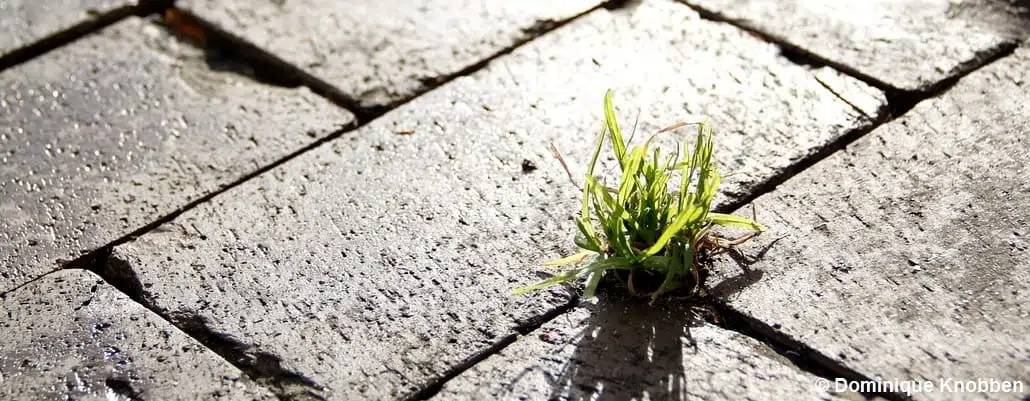 Une petite pousse d'herbe qui a traversé le béton