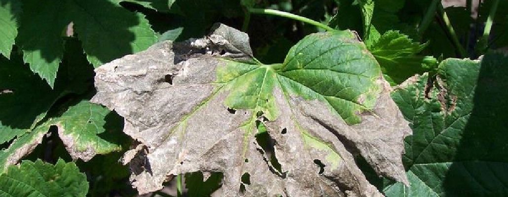 Feuille contaminée