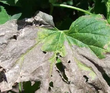 Feuille contaminée