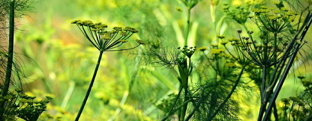 Fleurs ombelles anis