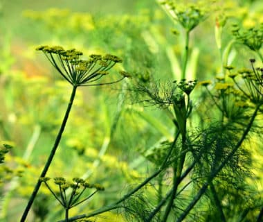 Fleurs ombelles anis