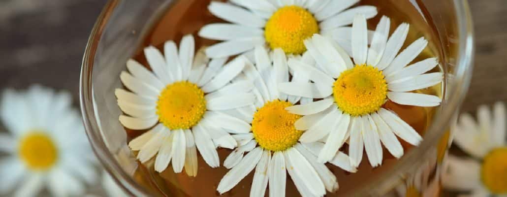 La camomille : une fleur aux multiples bienfaits - Terre Vivante