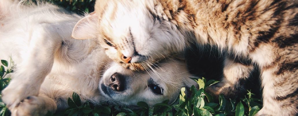 Chien et chat qui se câlinent