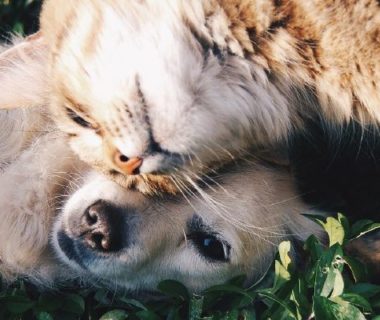 Chien et chat qui se câlinent