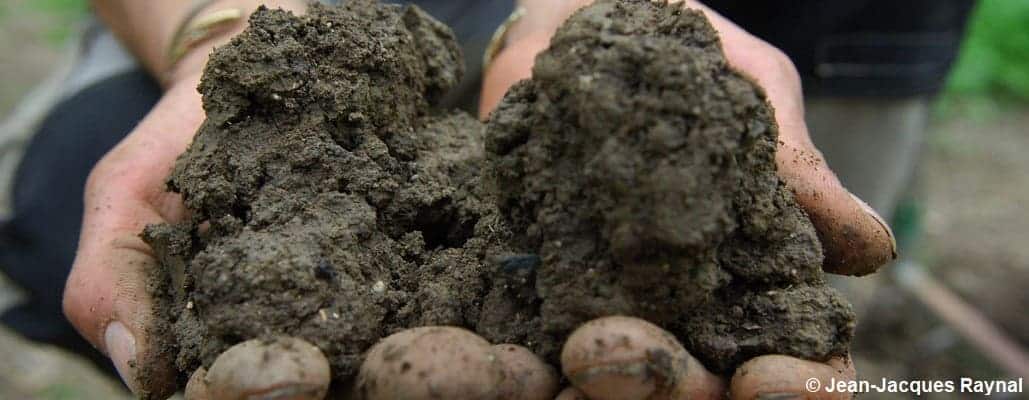 Des mains qui tiennent de la terre du jardin