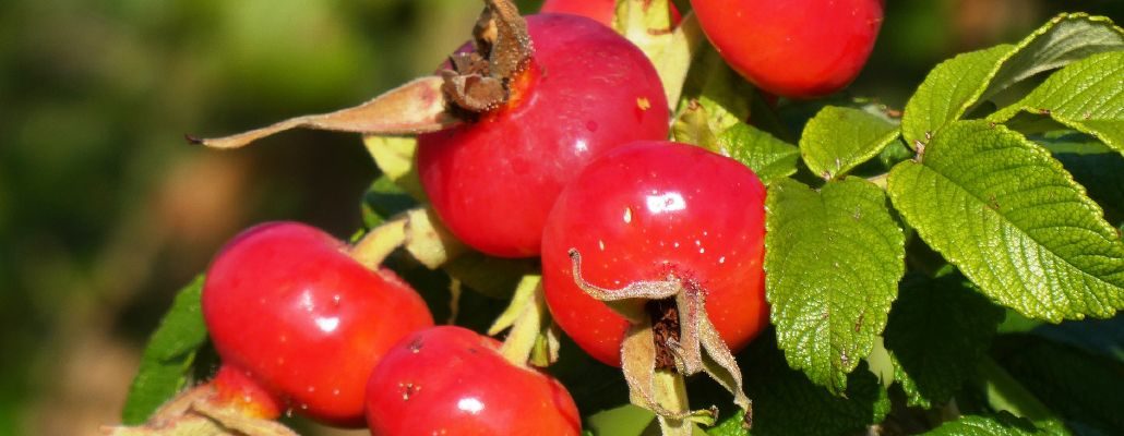 Fruits du rosier sauvage