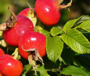 Fruits du rosier sauvage