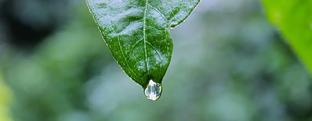 Eau pluviale : une goutte qui tombe d'une feuille