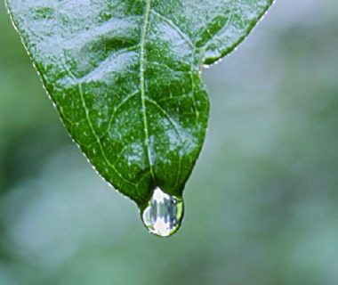 Eau pluviale : une goutte qui tombe d'une feuille