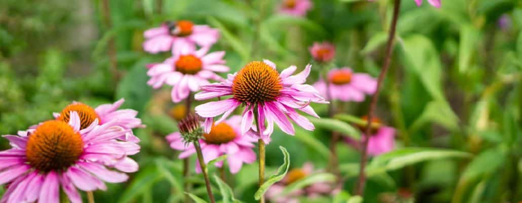 echinacea purpurea