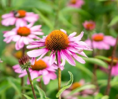 echinacea purpurea