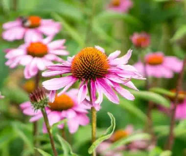 echinacea purpurea
