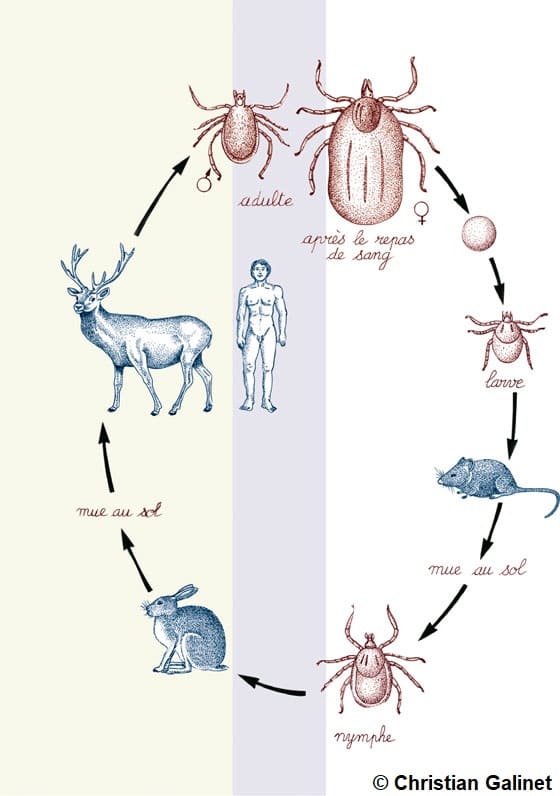 Schéma expliquant la transmission de la maladie de Lyme par le tique
