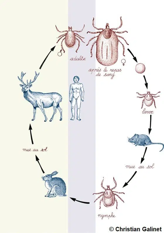 Schéma expliquant la transmission de la maladie de Lyme par le tique