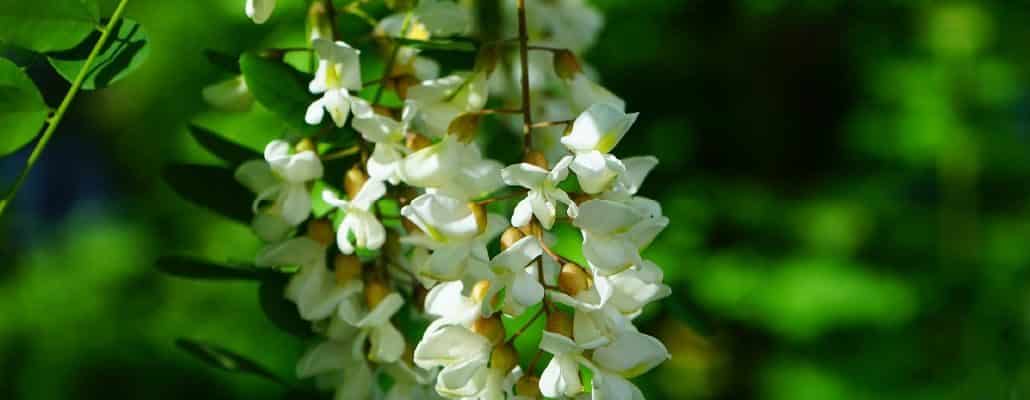 Robinia pseudoacacia