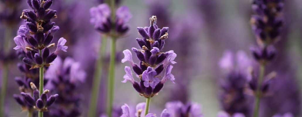 Zoom sur les fleurs de lavande