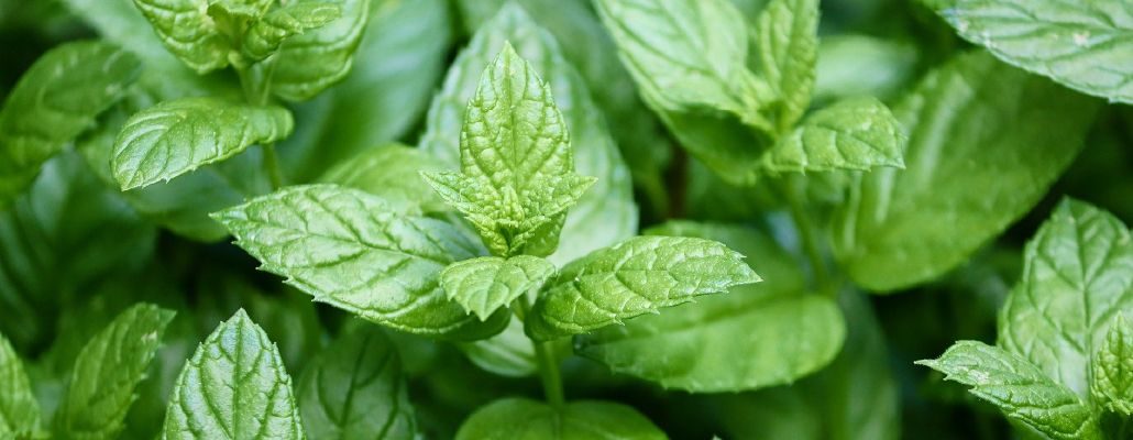 Menthe Poivrée Tisane Bio - Feuilles séchées coupées pour infusion