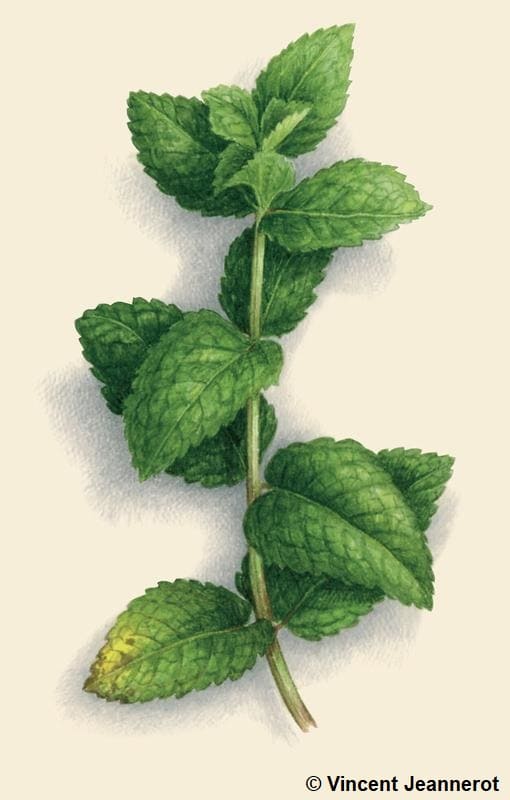 Illustration d'une menthe poivrée