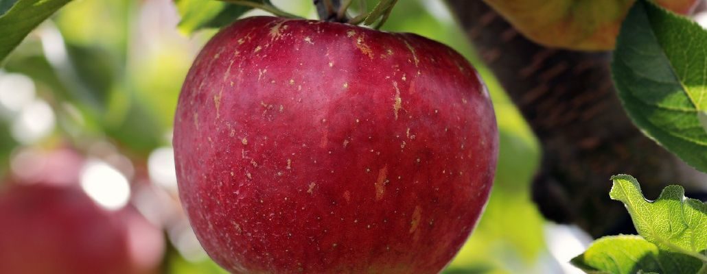 Les bienfaits de la pomme pour la santé