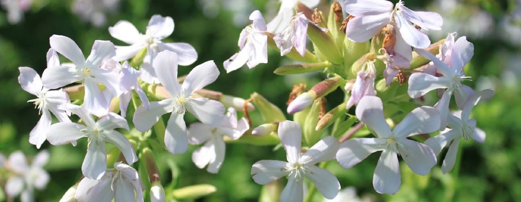 Fleur de saponaire