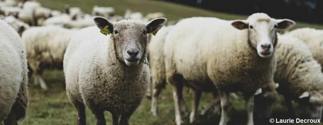 Deux moutons qui nous regardent et le reste du troupeau en arrière plan