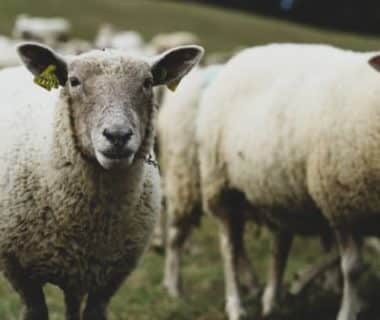 Deux moutons qui nous regardent et le reste du troupeau en arrière plan