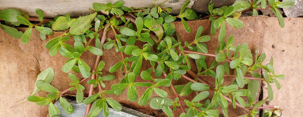 Le pourpier : un légume oublié excellent pour la santé