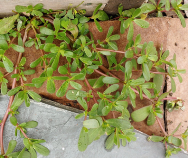 Le pourpier : un légume oublié excellent pour la santé 1