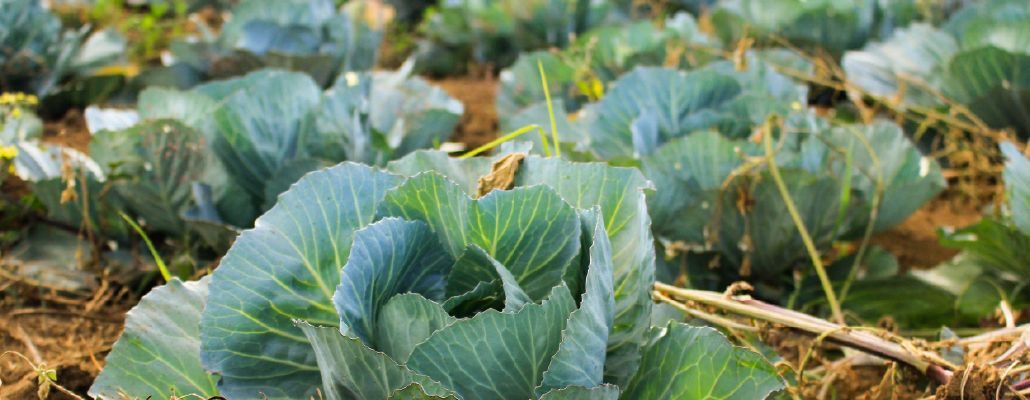 Choux dans le potager