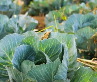 Choux dans le potager