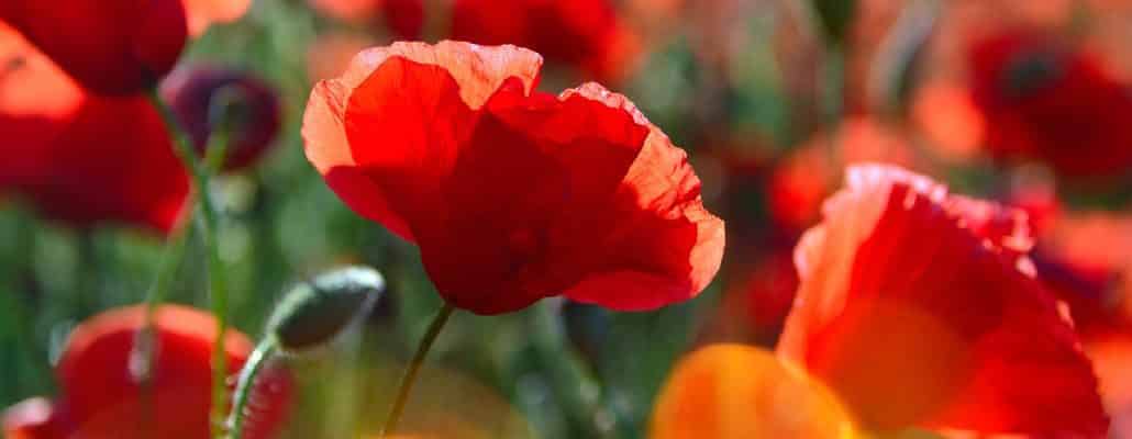 Coquelicots dans un champs