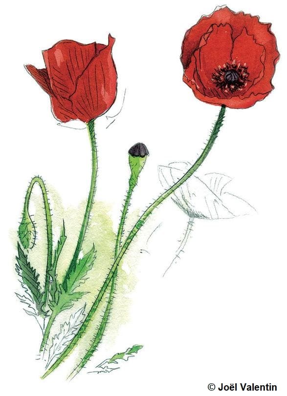 Illustration d'un coquelicot