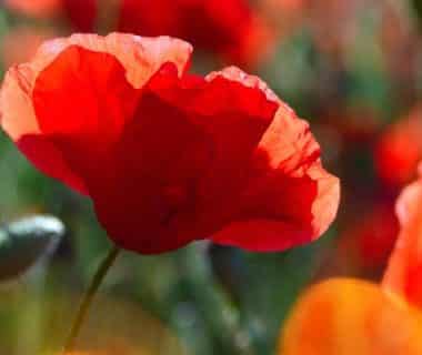 Coquelicots dans un champs