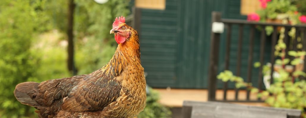 Poule à la ferme