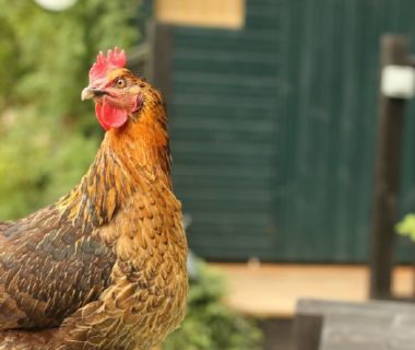 Poule à la ferme