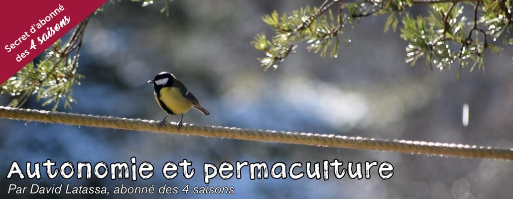 L'hiver au jardin : accueillir les oiseaux 1