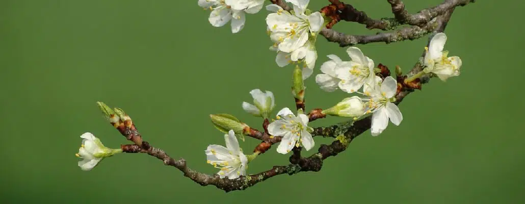 Bourgeons et fleurs de Prunus